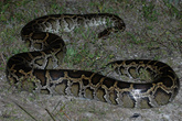 Бирманский питон (Python molurus bivittatus) был обнаружен посреди дороги на Tamiami Trail. Мы оттащили его в сторону, чтобы не раздавили.