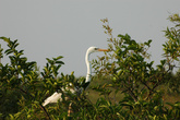 Большая белая цапля (Ardea alba)