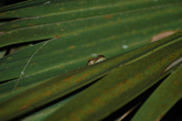 Древесная лягушка прячется в листве