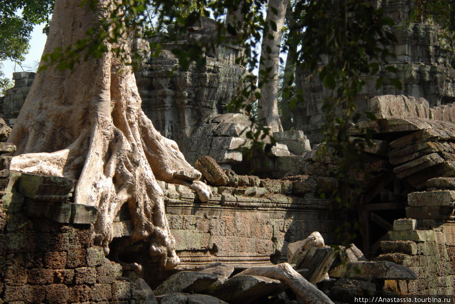 Та Пром, Маугли и Лара Крофт Ангкор (столица государства кхмеров), Камбоджа