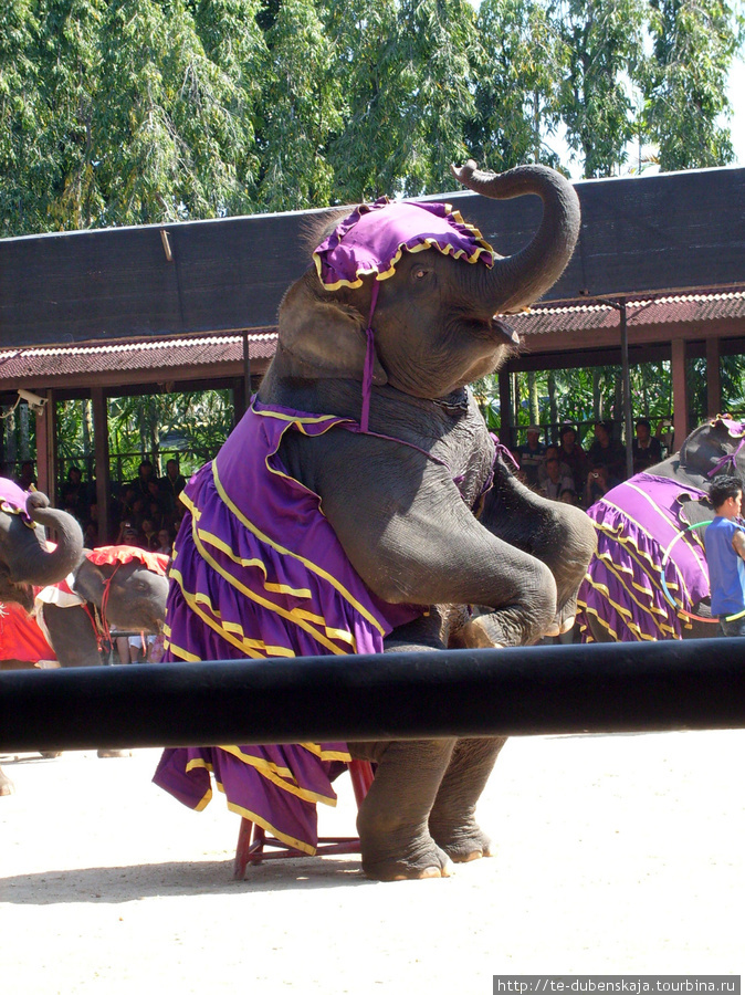 Выступление слонов. Паттайя, Таиланд