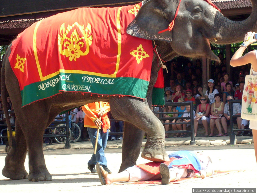 Слон — массажист. Паттайя, Таиланд