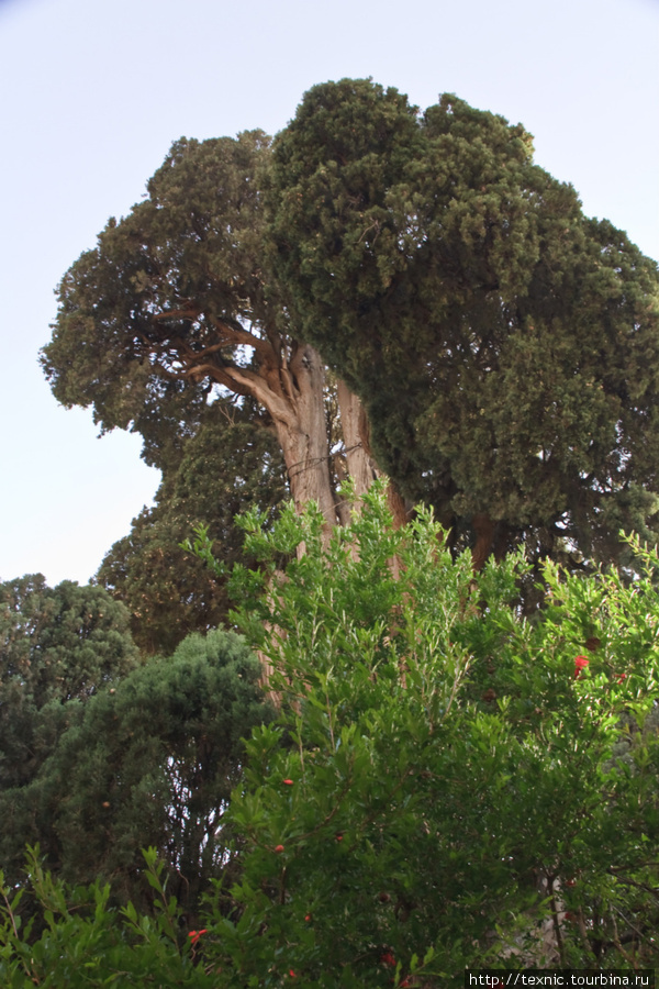 А на территории храма растёт дерево, которому, якобы, 4000 лет Йезд, Иран
