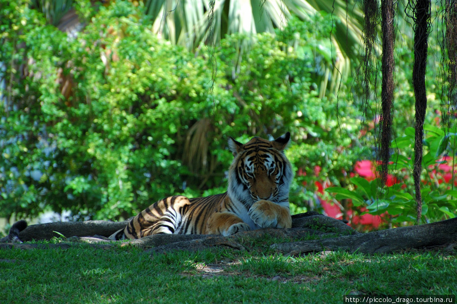 Miami MetroZoo Майами, CША