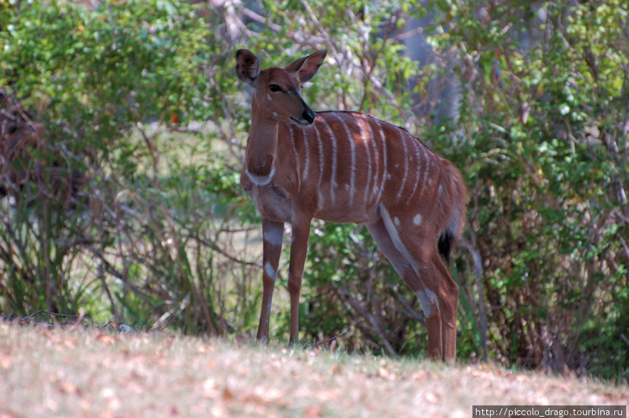 Бонго (Tragelaphus eurycerus)