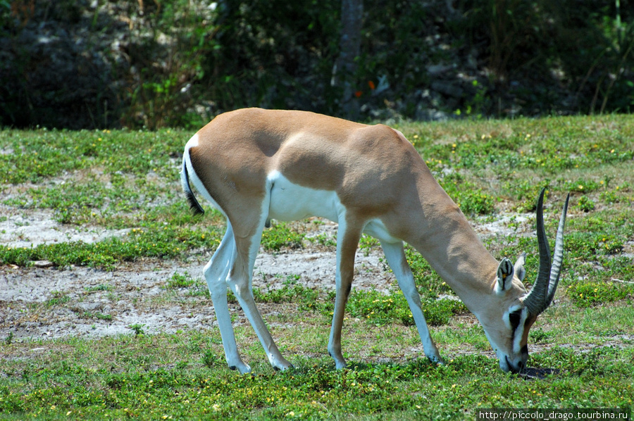 Miami MetroZoo