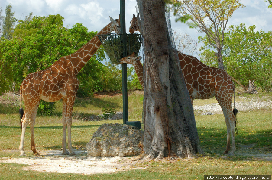 Miami MetroZoo Майами, CША