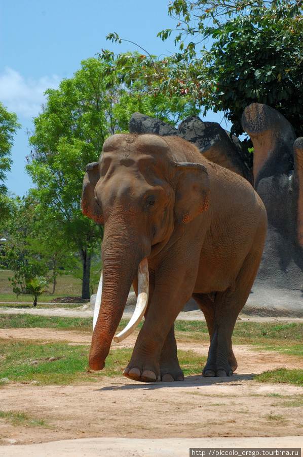 Африканский слон Майами, CША