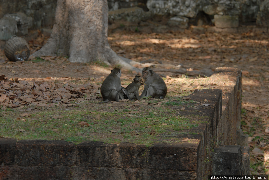 Постояльцы Ангкора Ангкор (столица государства кхмеров), Камбоджа