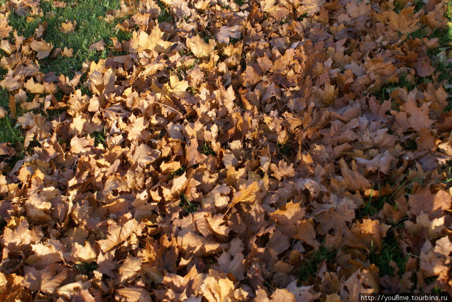 ковер из листьев Таллин, Эстония