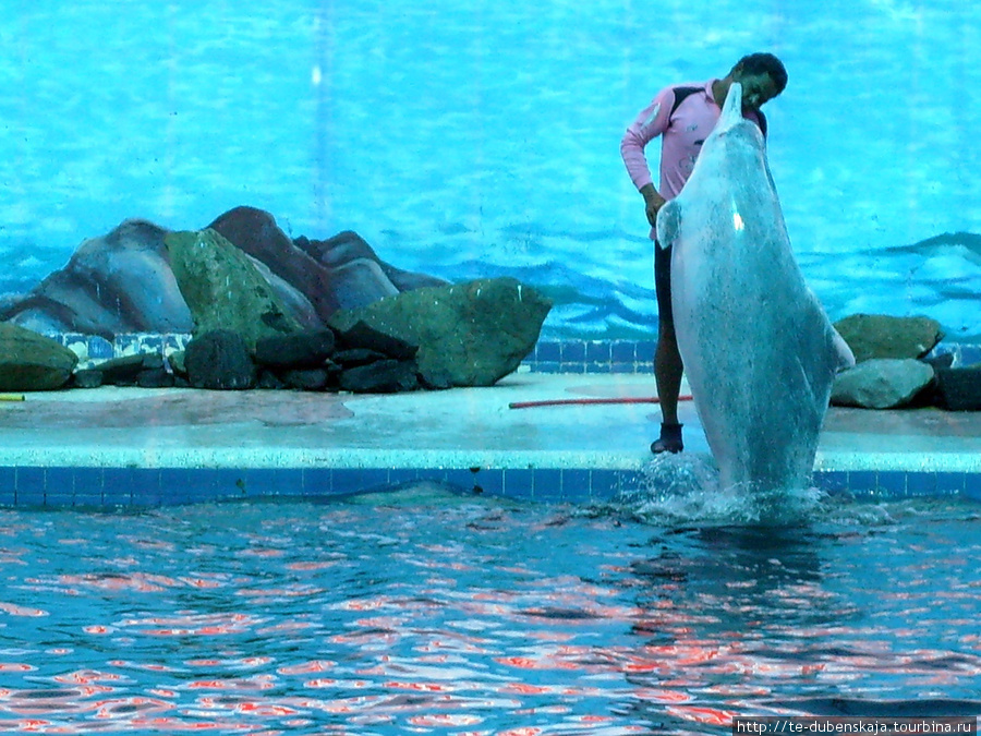 Шоу дельфинов. Паттайя, Таиланд