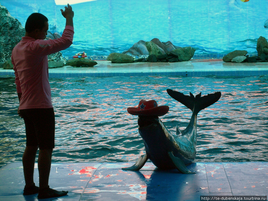 Выступление дельфина. Паттайя, Таиланд
