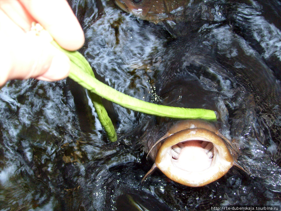 Кормлежка рыб. Паттайя, Таиланд