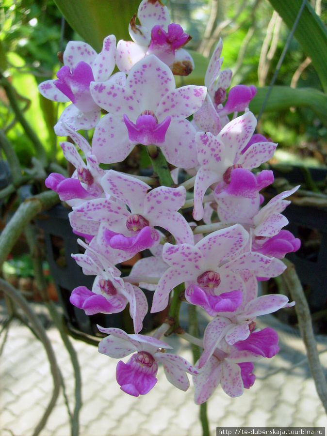 В царстве орхидей. Паттайя, Таиланд