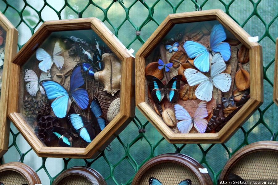 Бабочки в саду Сочи, Россия