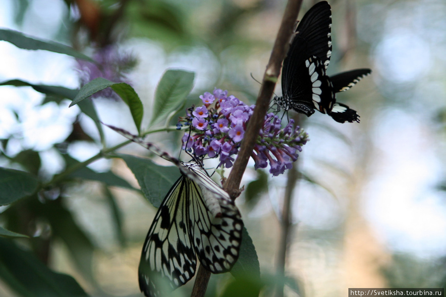 Бабочки в саду Сочи, Россия