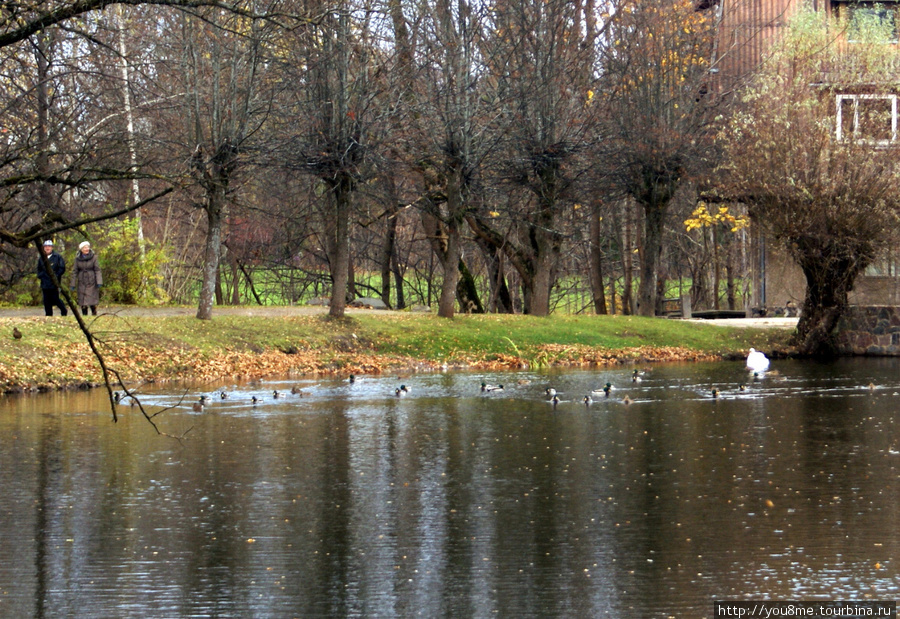 пруд с лебедями Сигулда, Латвия
