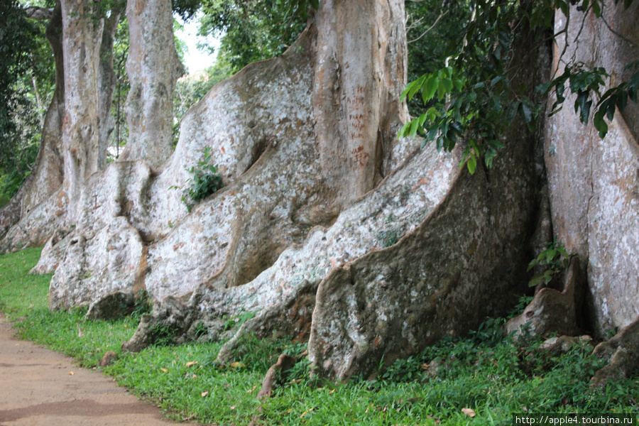 корни у дерева Шри-Ланка