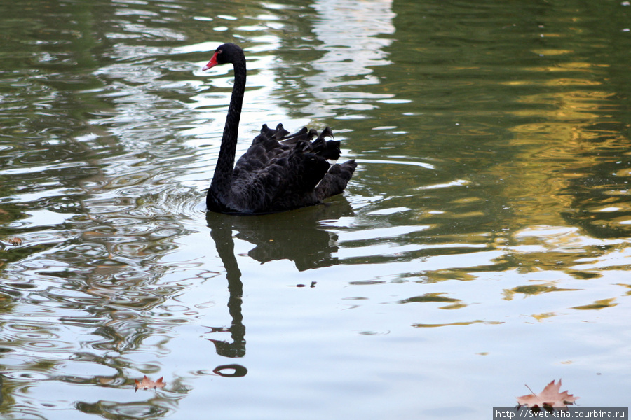 Черный лебедь по воде плывет Сочи, Россия