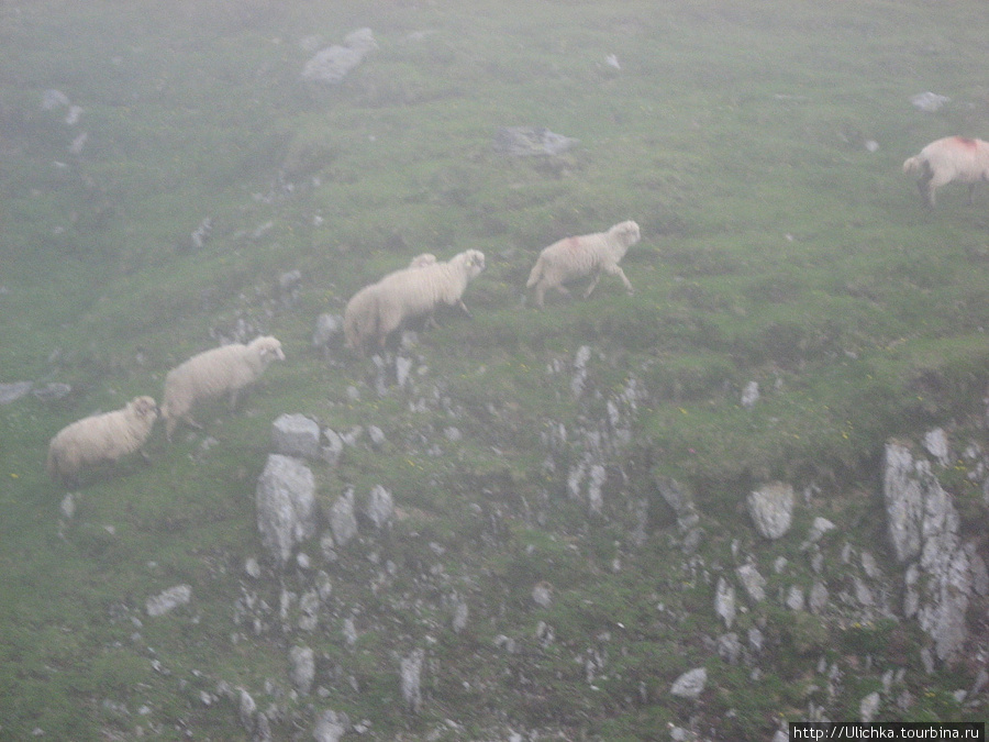 Овцы в тумане. Румыния