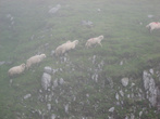 Овцы в тумане.