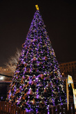 В последнее Рождество на Виноградах поставили роскошную елку