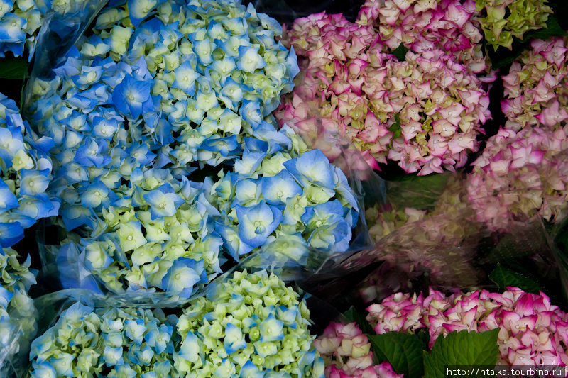 Цветочный рынок в Амстердаме Амстердам, Нидерланды