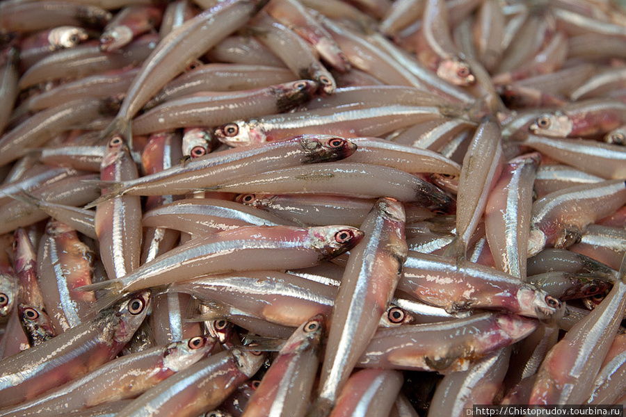 Мелкие рыбешки продаются на вес, минимальная покупка — два килограмма. Дубай, ОАЭ