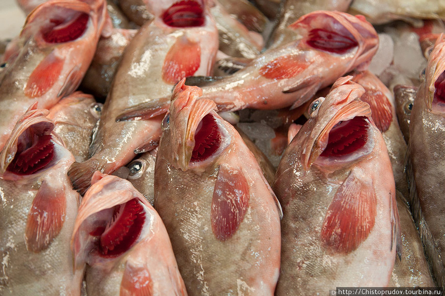 Рыбный и мясной рынок. Дубай, ОАЭ