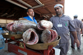 А это — рыбный рынок в Шардже. Он поменьше Дубайского раза в два.