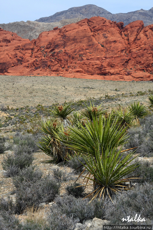 Red Rock Canyon Ред-Рок-Каньон Природоохранная Территория, CША