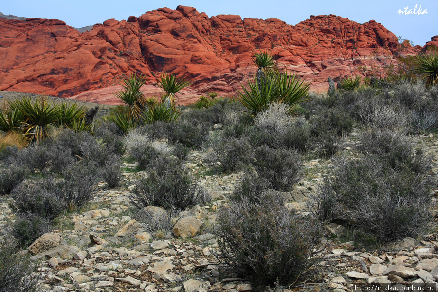 Red Rock Canyon Ред-Рок-Каньон Природоохранная Территория, CША