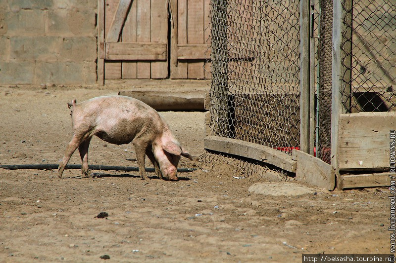 Возрастные и социальные категории свиней-самок бывают такими: ремонтный молодняк, поросята-сосуны и отъемыши, лактирующие свиноматки, супоросные и холостые свиноматки. У самцов бывает только один социальный статус: хряк-производитель. Астраханская область, Россия