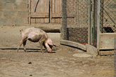 Возрастные и социальные категории свиней-самок бывают такими: ремонтный молодняк, поросята-сосуны и отъемыши, лактирующие свиноматки, супоросные и холостые свиноматки. У самцов бывает только один социальный статус: хряк-производитель.