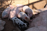 Свинья на низких ногах, с короткими бабками и тонким костяком рано перестаёт расти и быстро осаливается. Поросёнка с такими признаками можно покупать, если имеется в виду получение жирной свинины.