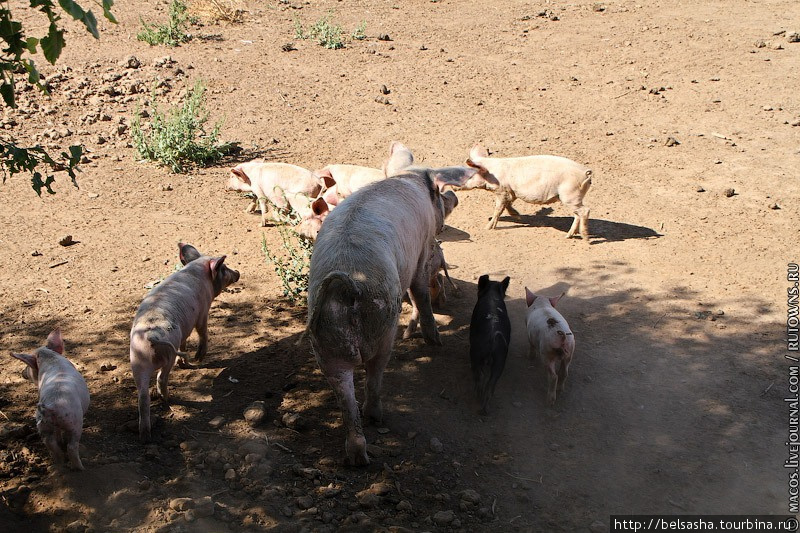 Как разводят свиней в астраханской степи Астраханская область, Россия