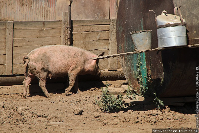 Как разводят свиней в астраханской степи Астраханская область, Россия