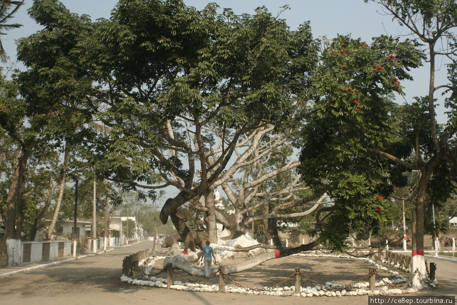 Самое исторически важное дерево Мексики