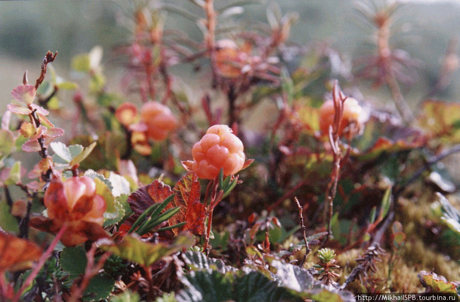 Цветы кольского полуострова фото с названиями