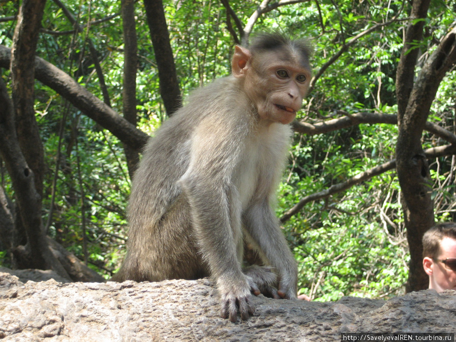 Дикие обезьянки ждут угощений, встречают людей, не боятся брать фрукты из рук. Штат Гоа, Индия