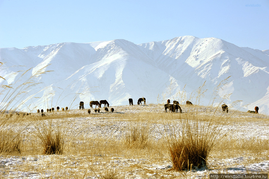 Пасущиеся стада неподалеку от Унгуртаса. Унгуртас, Казахстан