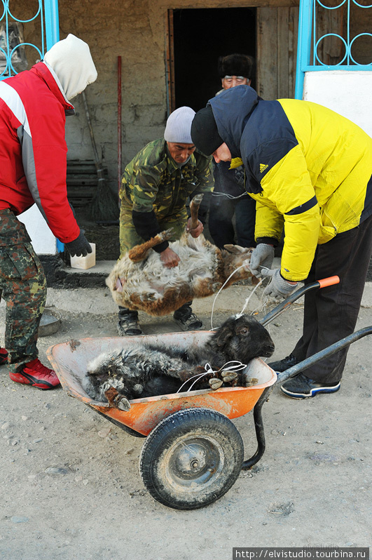 Приобретение барашков по соседству. Унгуртас, Казахстан
