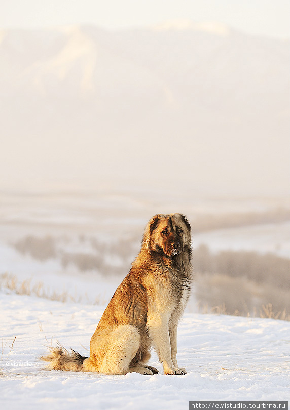 Одна из собак хозяйства апы — прекрасный Сертан. Унгуртас, Казахстан