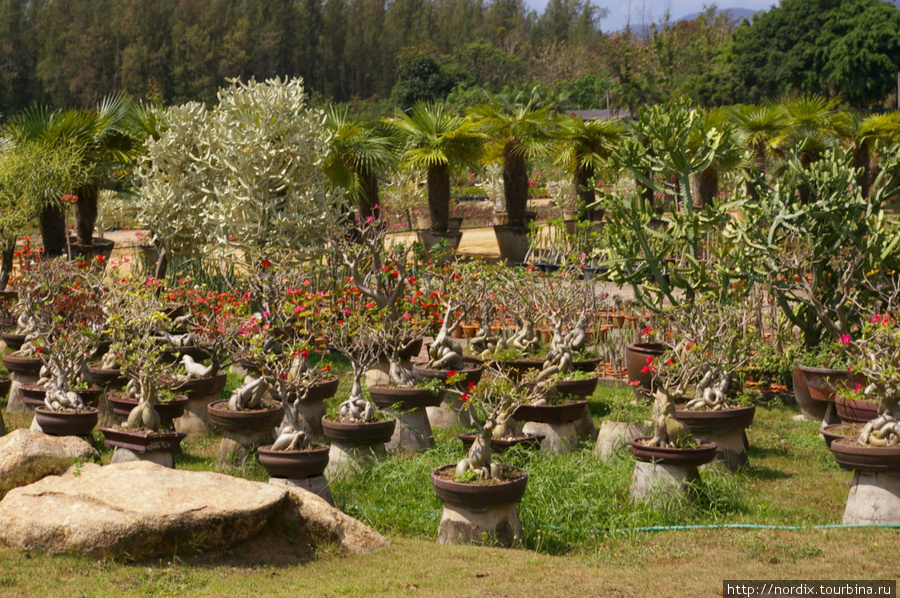 Не только для ботаников Паттайя, Таиланд