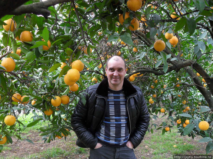 А вот такие апельсинчики еще дозревают. 6января 2011 Абхазия