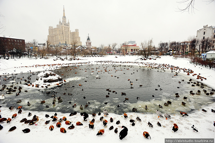 Московский зоопарк зимой Москва, Россия