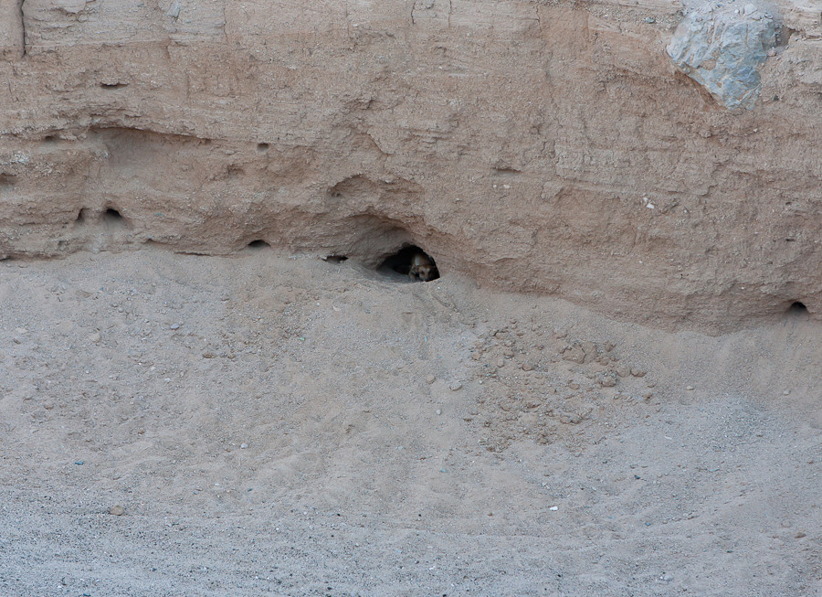 Кстати, тут много собак, что они тут едят — непонятно, так как я не особо понял, что едят сами бедуины... Хургада, Египет