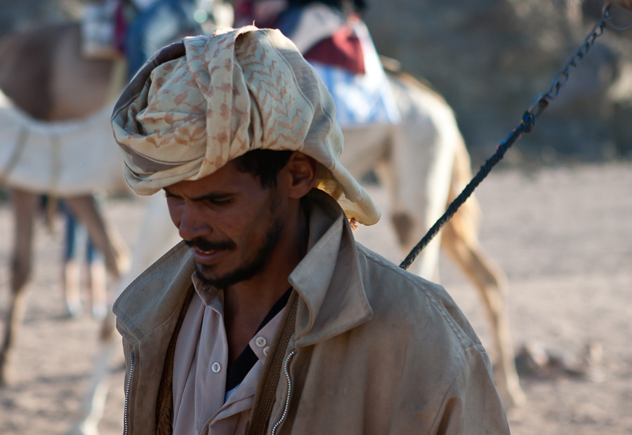 Катальщики на верблюдах Провинция Красное Море, Египет