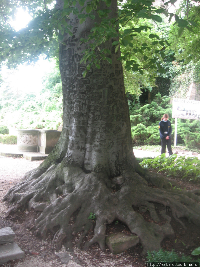 Очень старое дерево — похоже на платан, видны вырезанные надписи на остатках коры (вверху, видно тогда дерево было ниже). Свебодзице, Польша