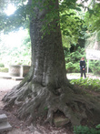 Очень старое дерево — похоже на платан, видны вырезанные надписи на остатках коры (вверху, видно тогда дерево было ниже).